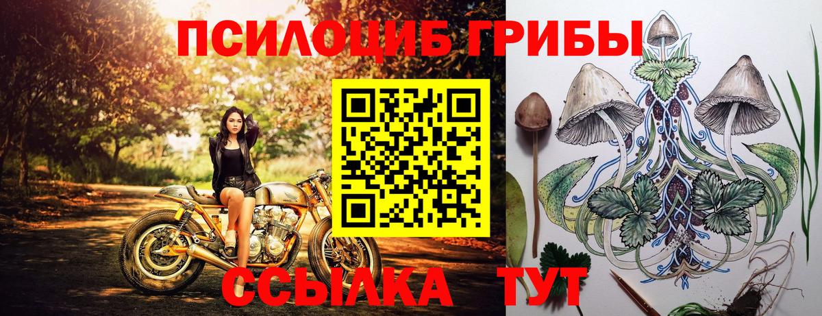 Галлюциногенные грибы Psilocybine cubensis Кохма